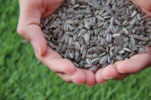 Superfoods a los que debes darles una oportunidad!